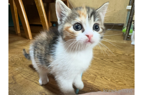 販売中の千葉県のマンチカン-120264の3枚目